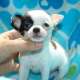 mix mix chihuahua welpen